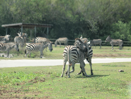 Zebra fighting #3