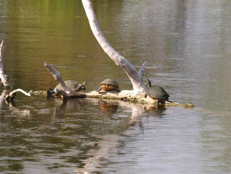 Turtles #3