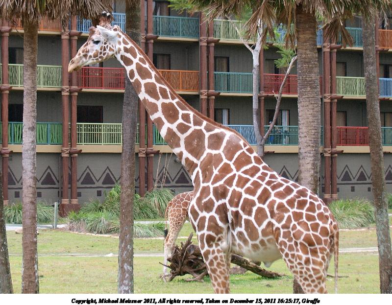 Giraffe #6