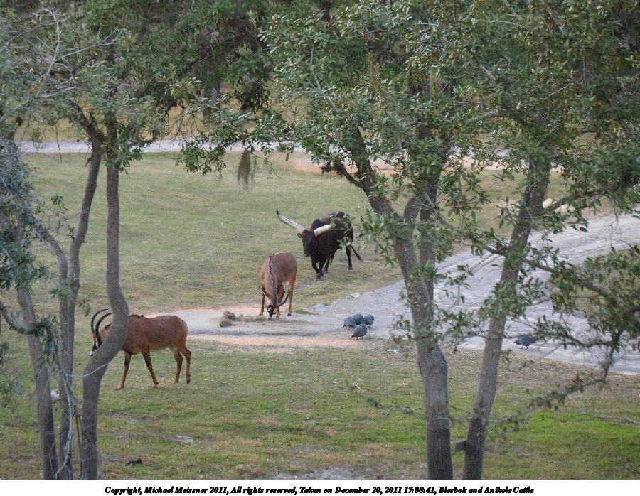 Blesbok and Anikole Cattle