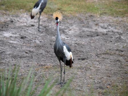 Crowned crane #2