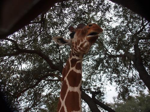 Giraffe #20