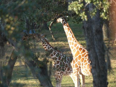 Reticulated Giraffes #2