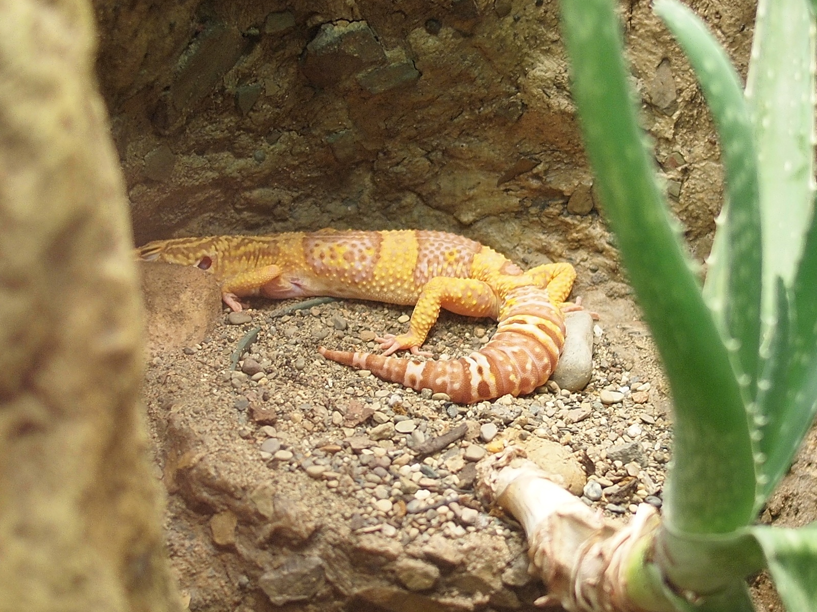 Leopard gecko morph tangerine