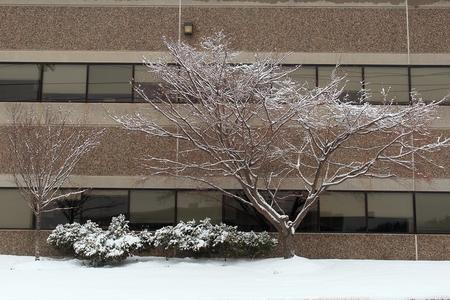 Winter tree #2
