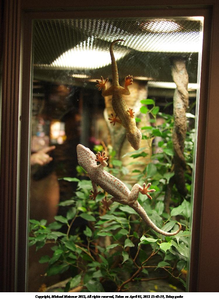 Tokay gecko #2