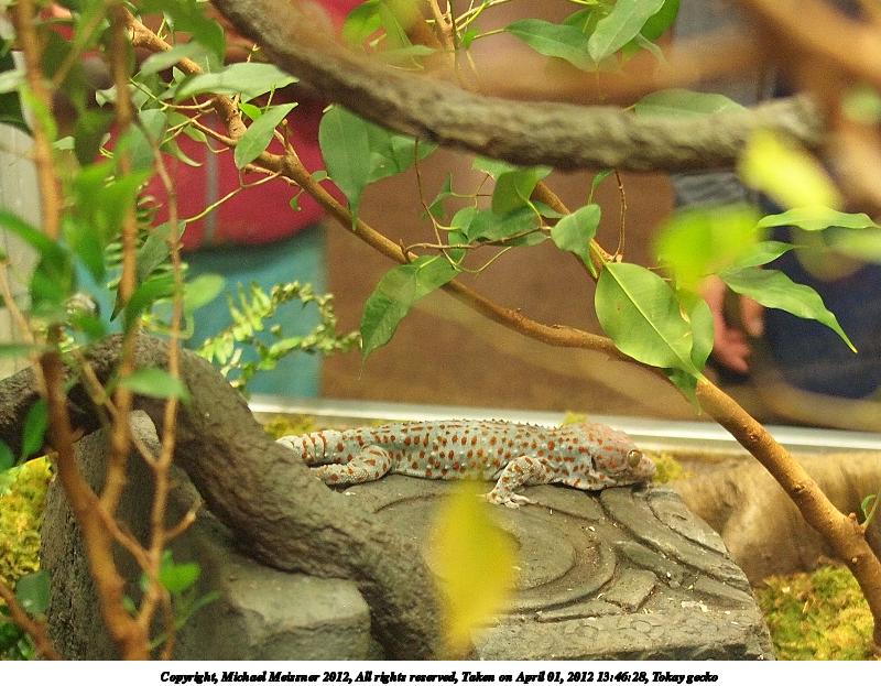 Tokay gecko #7