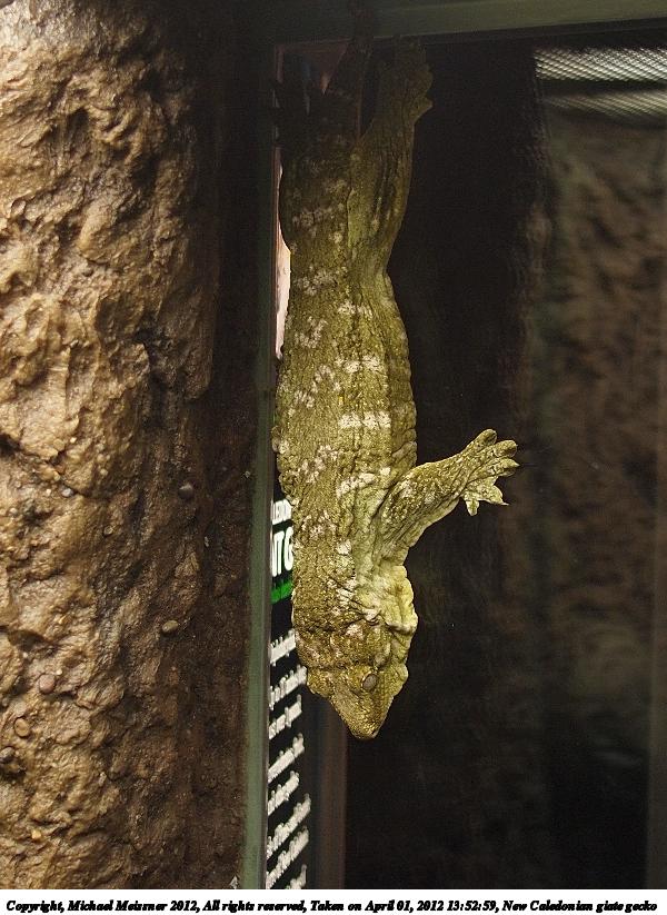 New Caledonian giate gecko