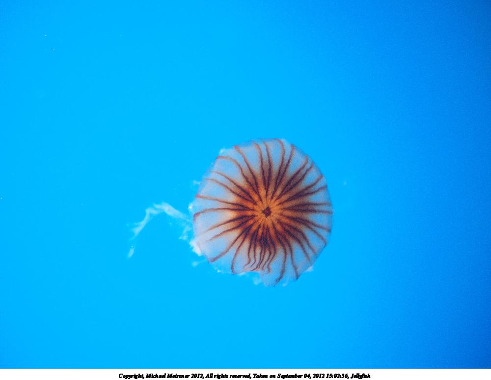 Jellyfish #6