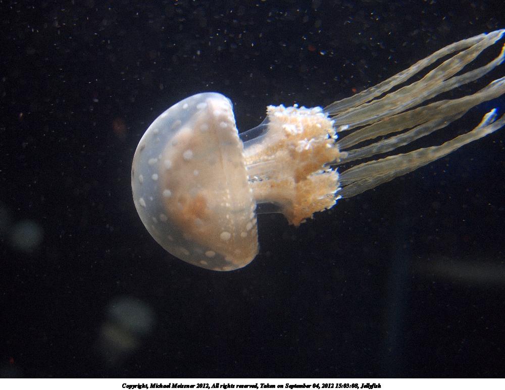 Jellyfish #8