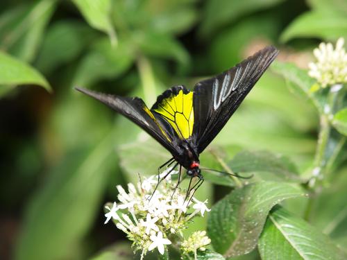 Yellow and black butterfly #5