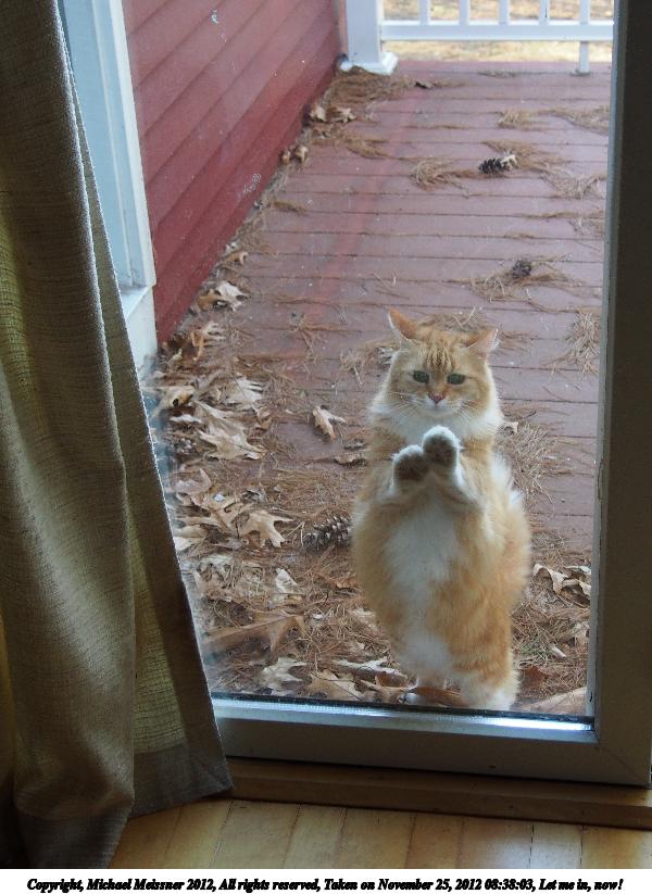 Let me in, now!