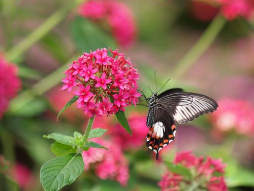 Black, white, and red butterfly