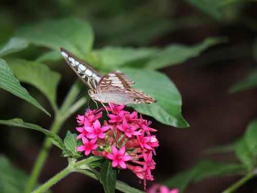 Brown and white butterfly
