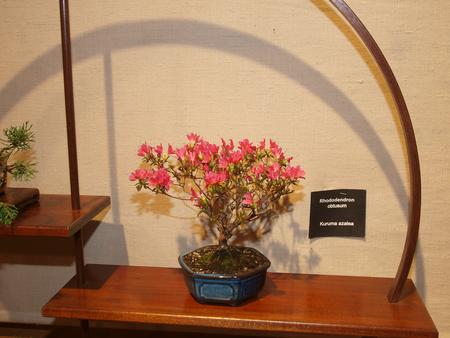 Bonsai Rhododendron #2
