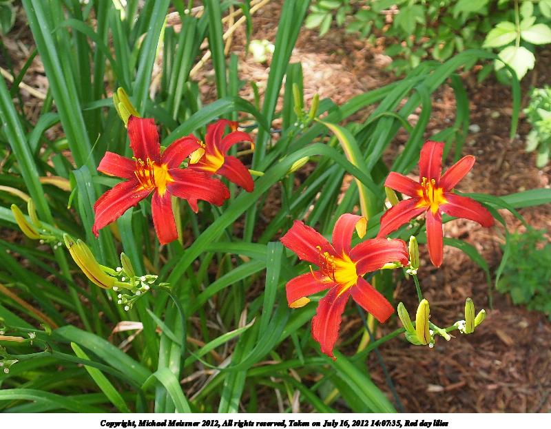Red day lilies