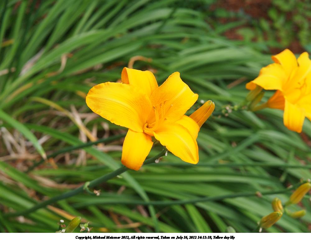 Yellow day lily #2