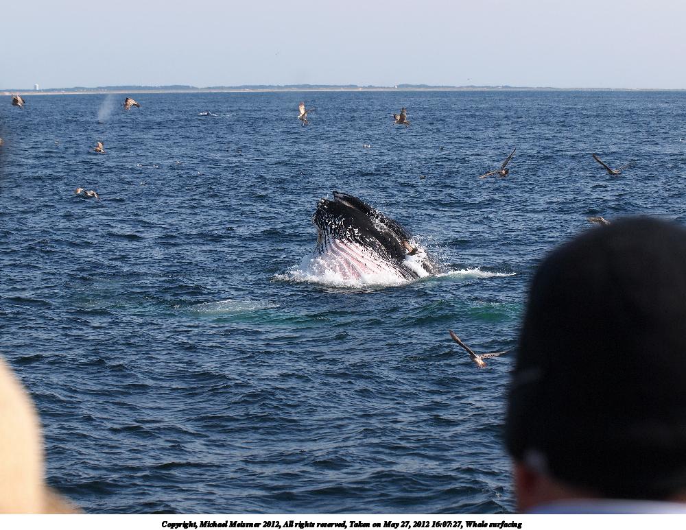 Whale surfacing #5