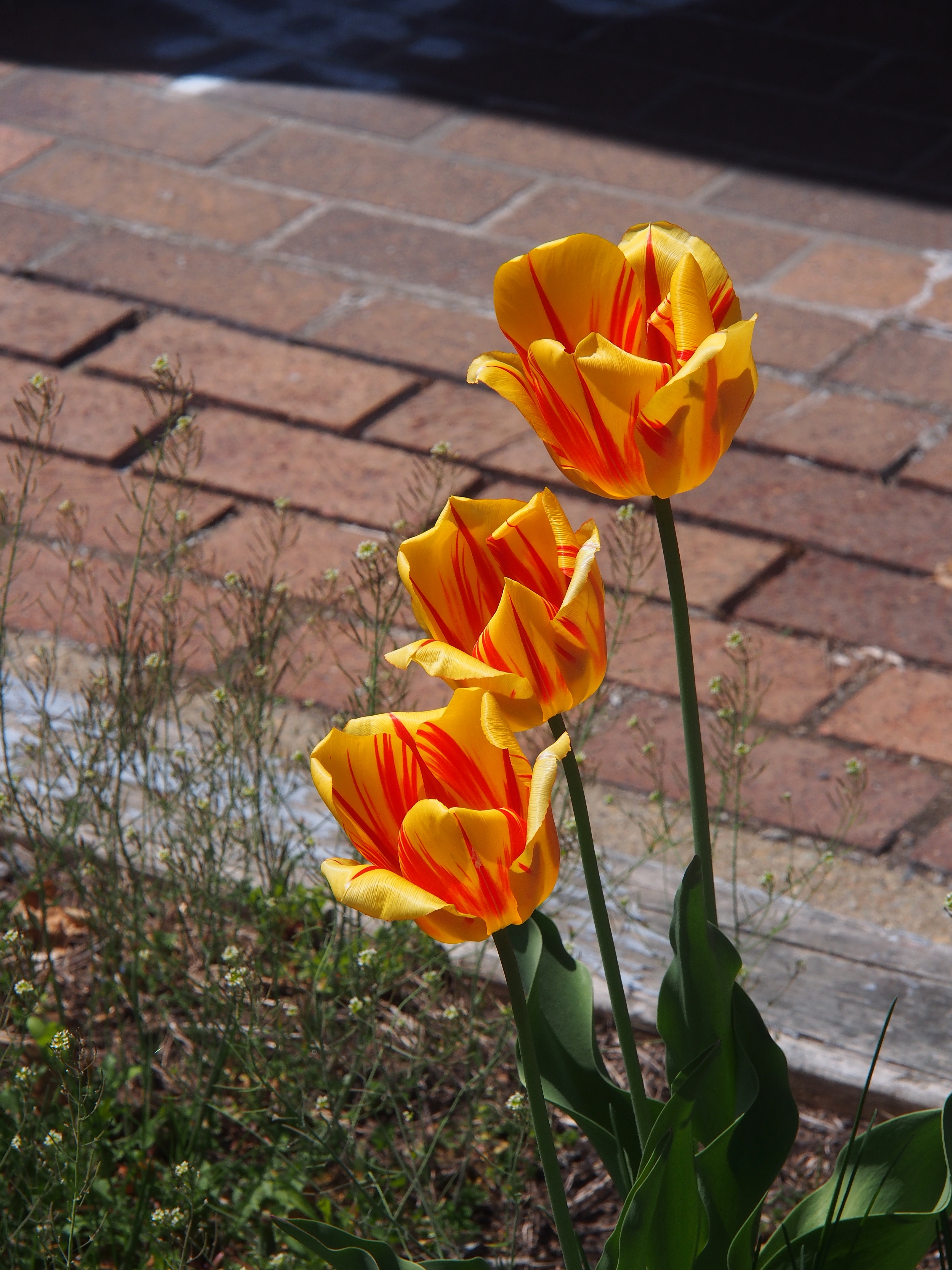 Red and yellow tulips #2