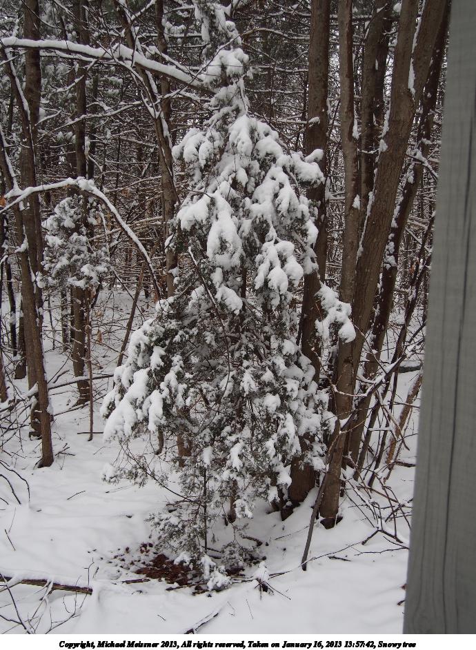 Snowy tree #2