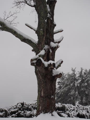 Snow on the tree trunk