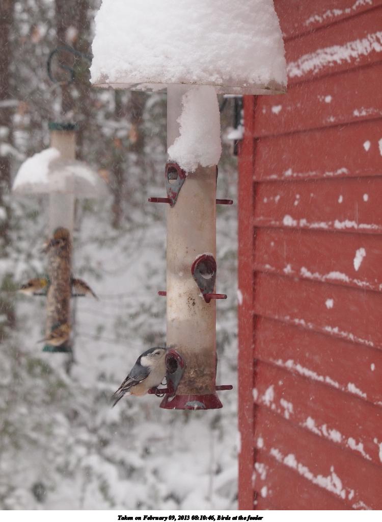 Birds at the feeder #5