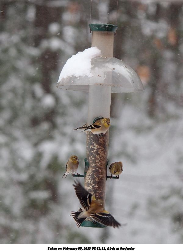 Birds at the feeder #8