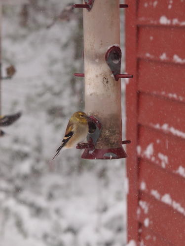 Birds at the feeder #6