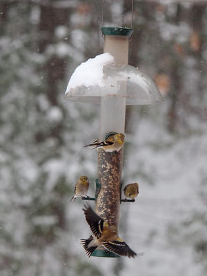 Birds at the feeder #8