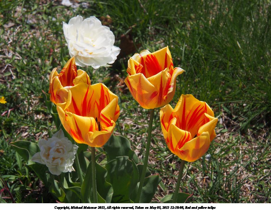 Red and yellow tulips