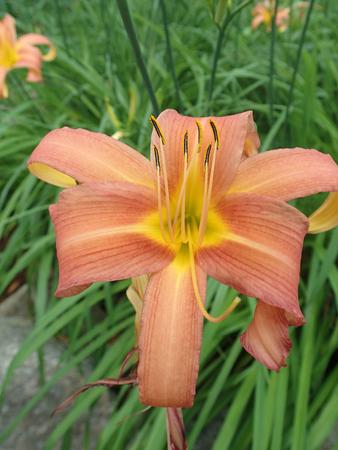 Day Lily #2