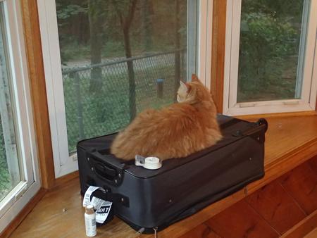 Cat observation platform