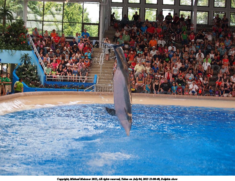Dolphin show #10