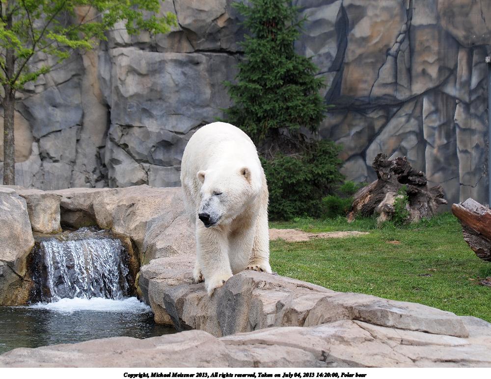 Polar bear #2