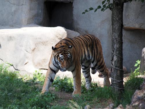 Amur tiger #3
