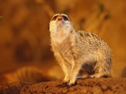 Meerkat #2