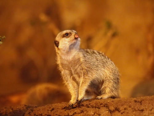Meerkat #3