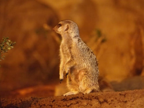 Meerkat #4
