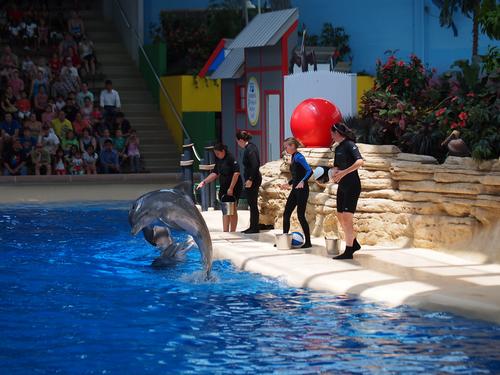 Dolphin show #6