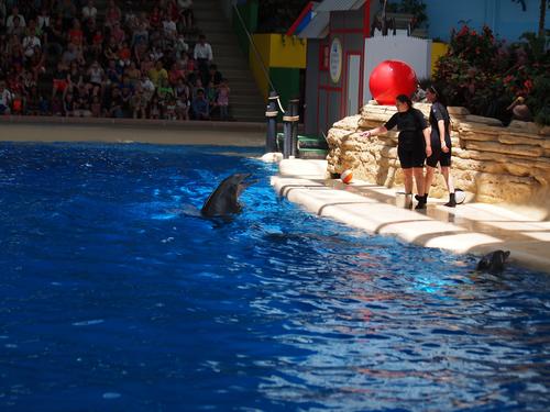 Dolphin show #14