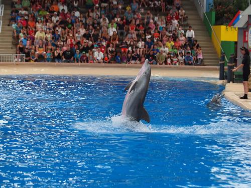 Dolphin show #26