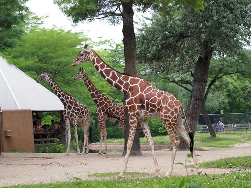 Giraffes #2