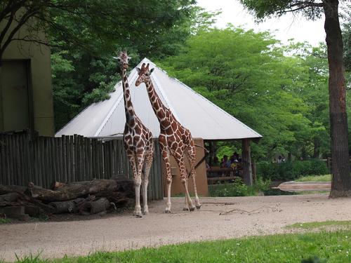 Giraffe pair