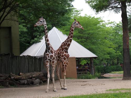 Giraffe pair #2