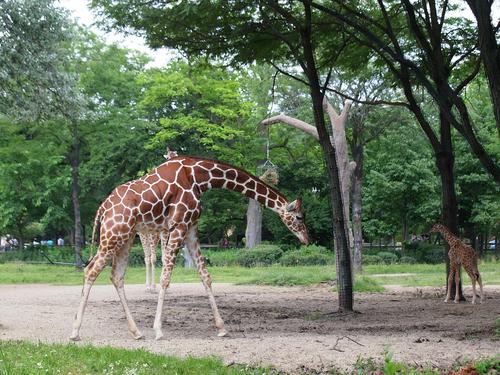 Giraffes #4