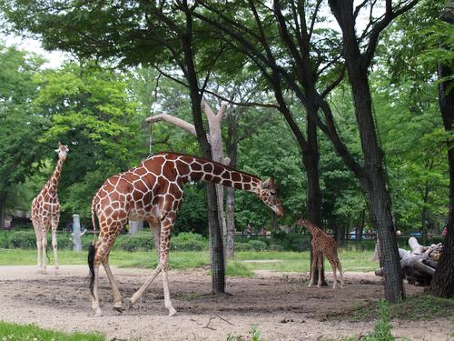 Giraffe with young
