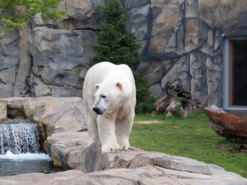 Polar bear #4