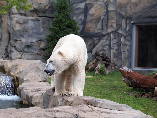 Polar bear #5