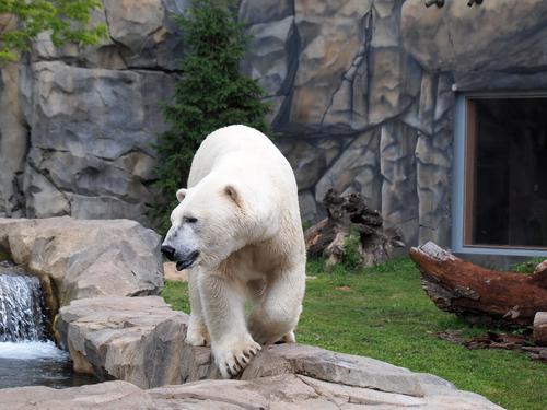 Polar bear #6