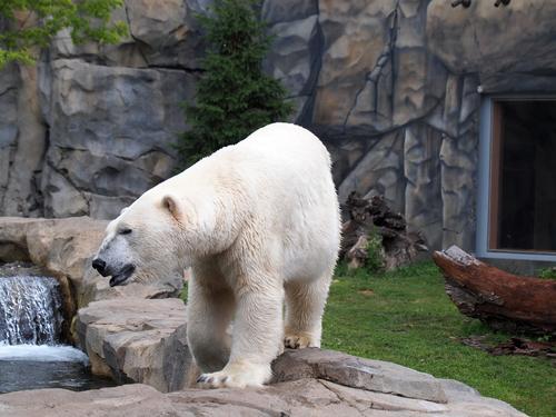Polar bear #7